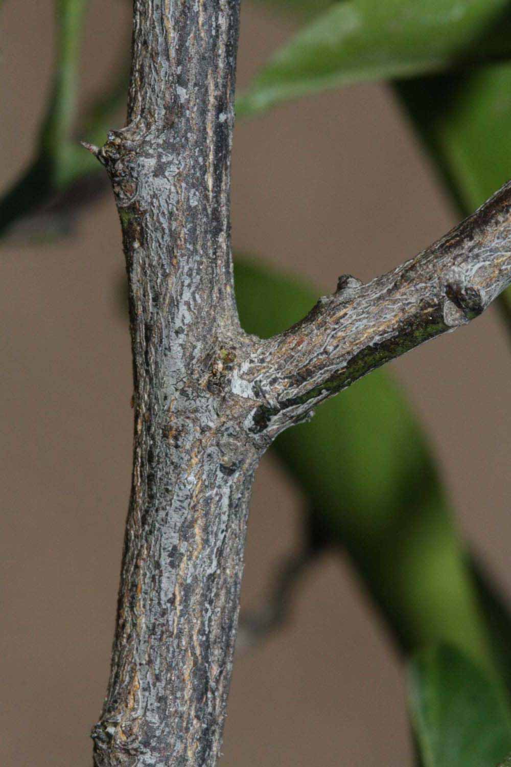              Second - third year twig (Riverside, CA)       